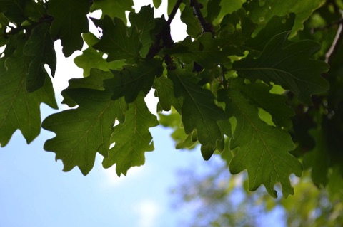 Oak leaves